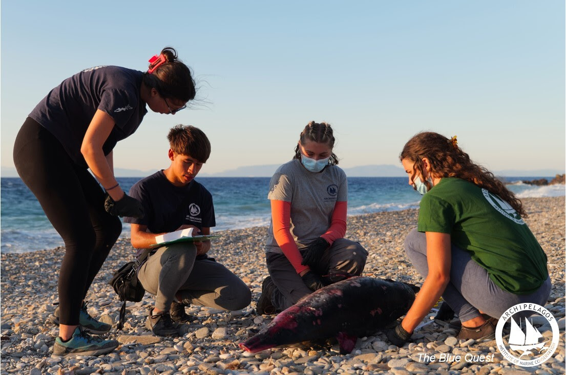 stripped dolphin stranding June2024b