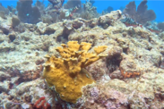 A small colony of elkhorn coral found in summer 2024 on Molasses Reef, offshore of Key Largo Credit: Rainbow Reef Dive Center/Jack Teasley