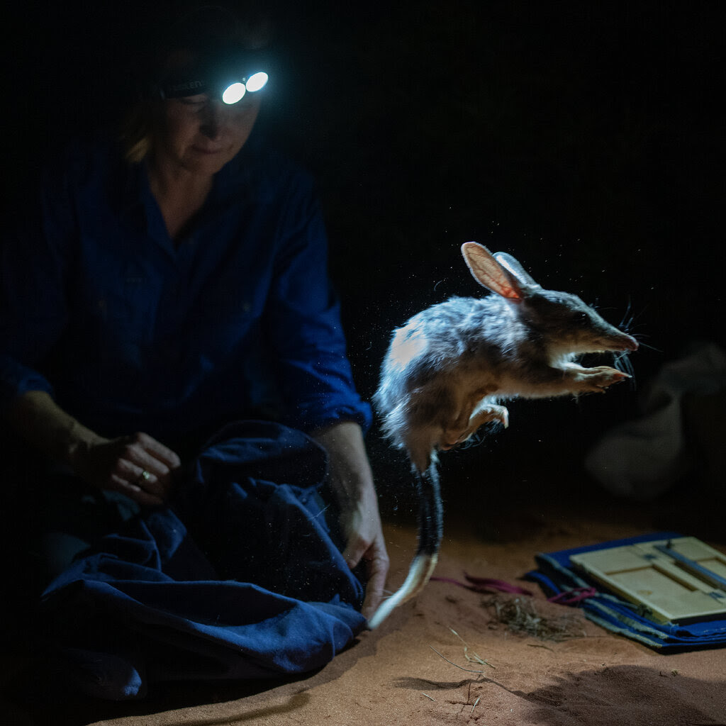 A bilby, a long-eared marsupial somewhat resembling a kangaroo rat, leaps up from the sand at night after being released from a blue cloth bag held by a kneeling researcher.