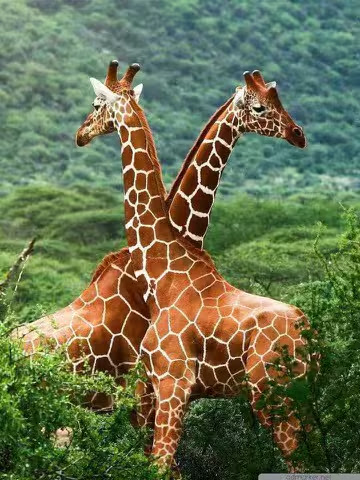 Giraffe-heads-together