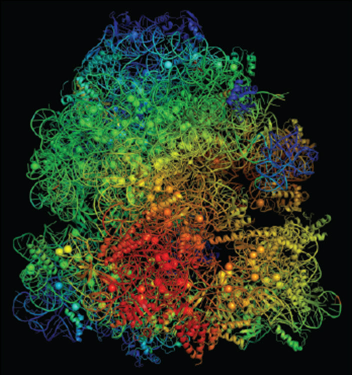 Ribosome of antibiotic resistant bacteria