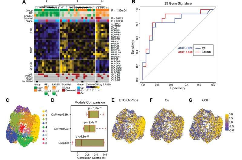 Study sheds light on copper's role in driving kidney cancer