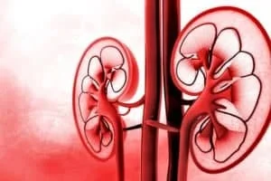 kidney illustartion