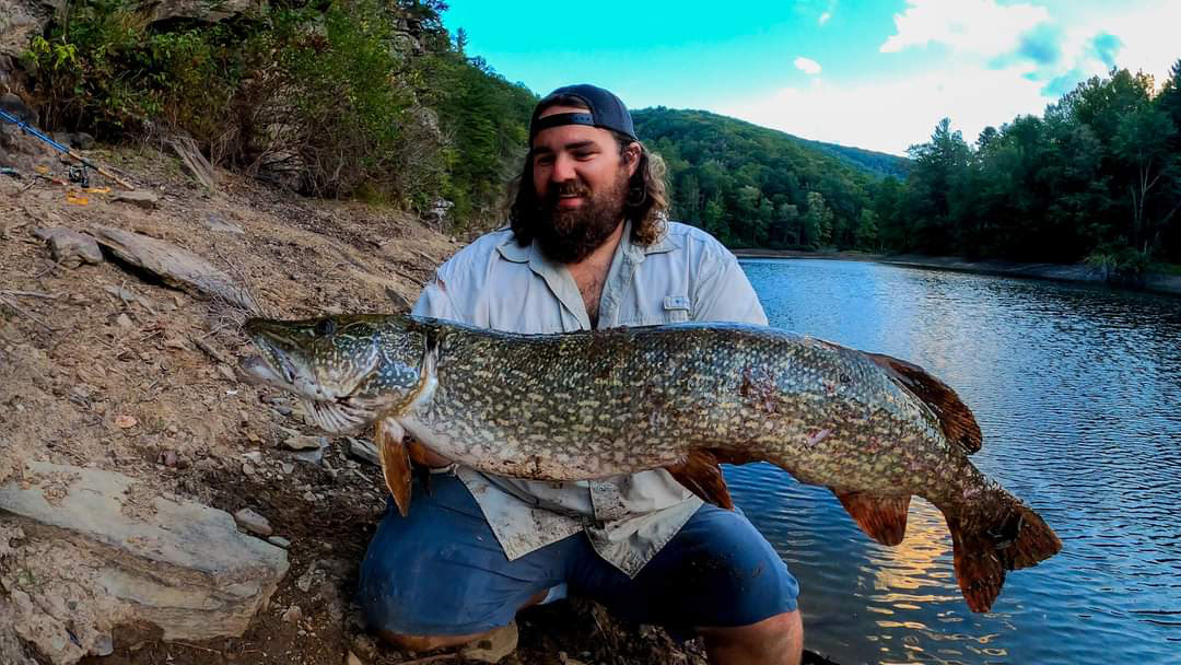 A photo of a man kneeling on the bank of a river holding an enormous northern pike fish.