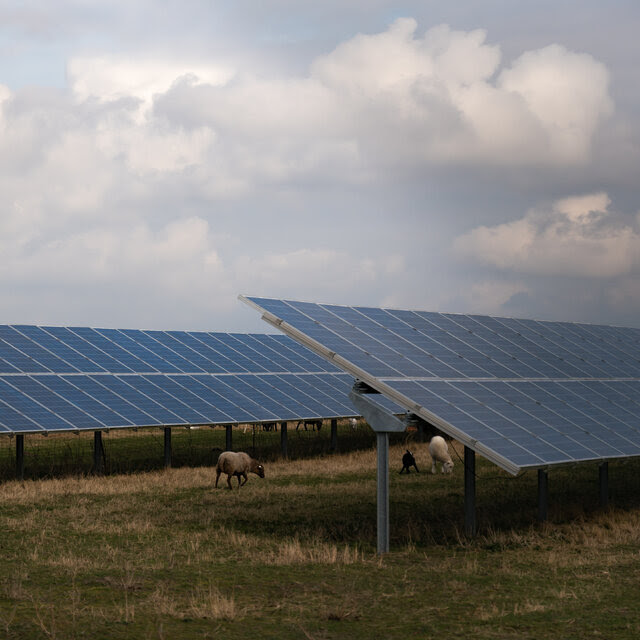 A solar installation on an open field with some animals walking in the middle of it.