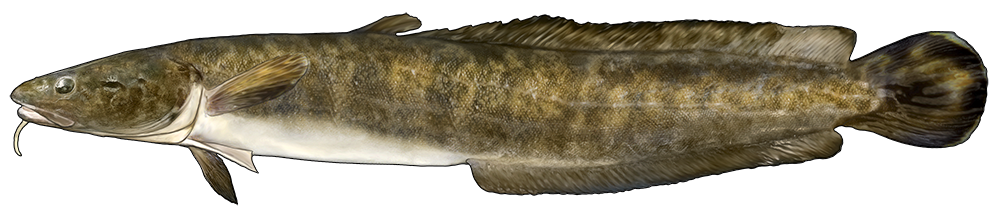 graphic of burbot