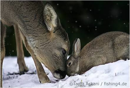 Love-Deer-Rabbit