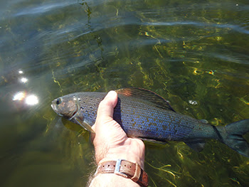 Arctic grayling reintroduction begins with May 12 ceremony at Oden State Fish Hatchery.