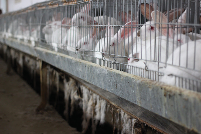 Lapins blancs entassés dans des cages dépourvues de tout aménagement