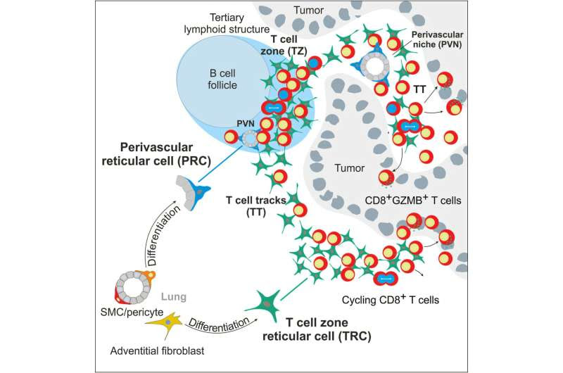 Fibroblastic reticula cells can organize T cells in the fight against lung cancer