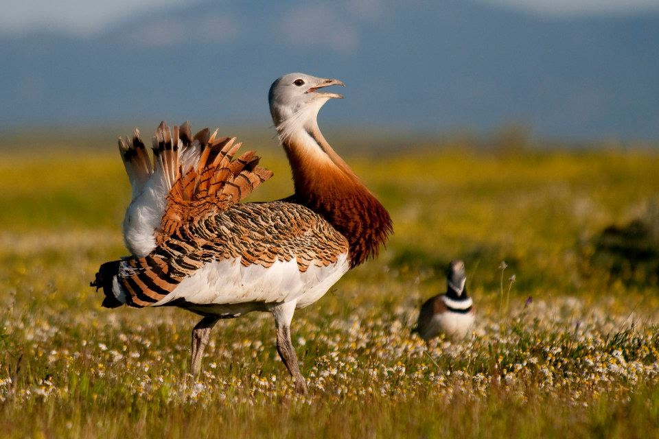 Nace el Observatorio de aves esteparias en Castilla y León