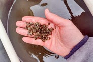 Oyster seeds in hand