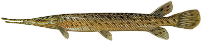 Florida Gar