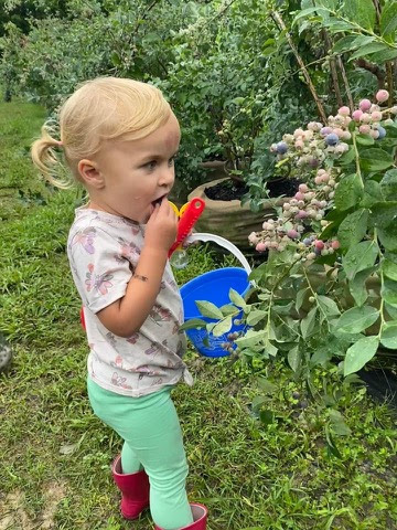 Livvy-picking-Blue-Berries