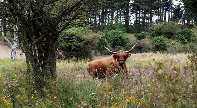 Teken de petitie voor natuur- en klimaatbeleid!