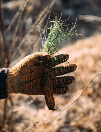 a hand wearing a woven orange and brown glove holds a scraggly pine tree seedling, the root ball hangs off the bottom of the hand