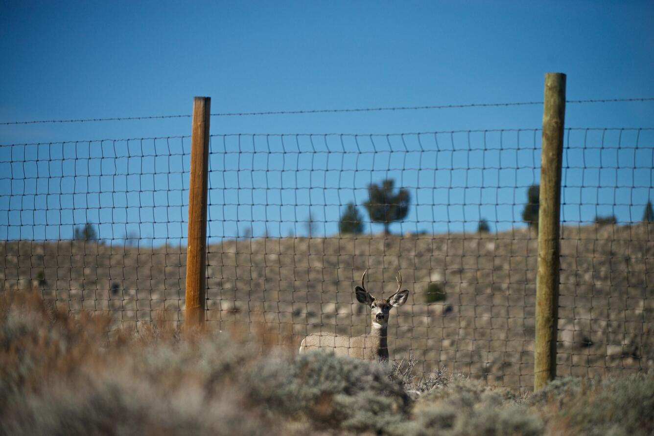 A deer stands before a fence