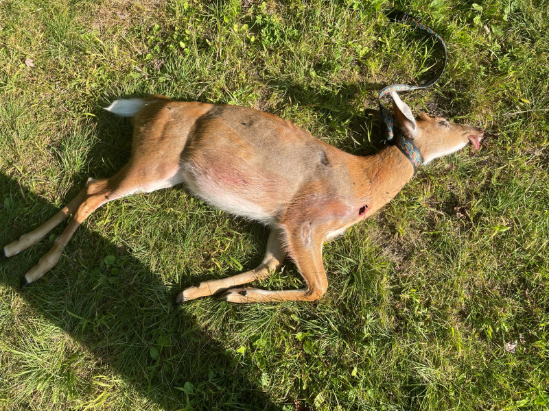 Deceased deer on the grass