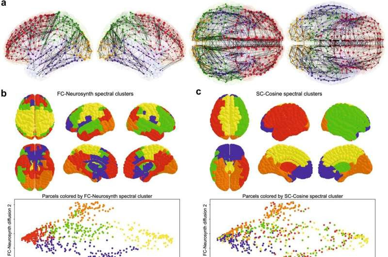 Researchers investigate structure-function relationships of neuronal wiring