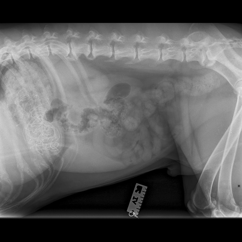 Dexter's X-ray showing the tinsel in his stomach