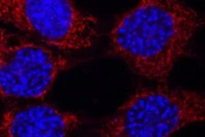 Mouse neuronal cells with mitochondria (red) and nuclei (blue).