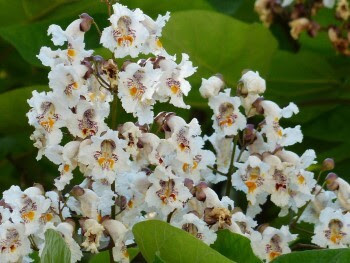 A bouquet of droopy, white flowers.