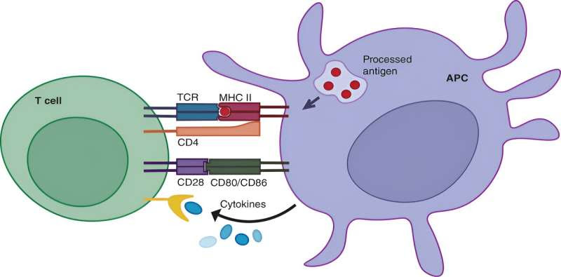 Groundbreaking review explores the cross-talk between innate and adaptive immunity