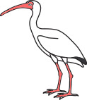 White Ibis