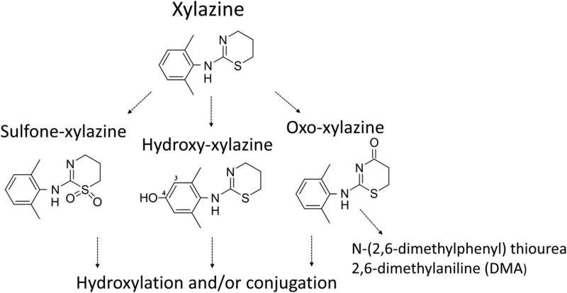 Breaking research could help to advance care for overdose patients who’ve taken xylazine