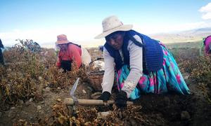 Productores de patatas en Santiago de Huata, La Paz, Bolivia.