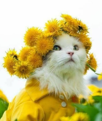 Cat-Dandelion