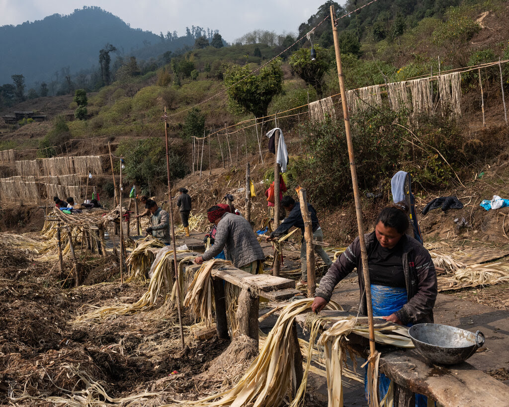People working outdoors in a hilly area, performing some kind of labor involving plants stretched out across wooden benches.