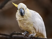 Wild cockatoos develop skill to use water fountains