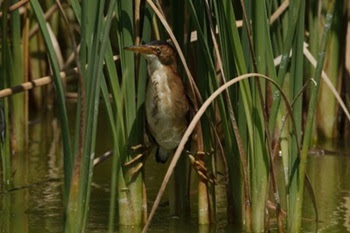 A tan and white bird with a slender, rust-colored beak perches among a thick group of tall, green, reedy grasses