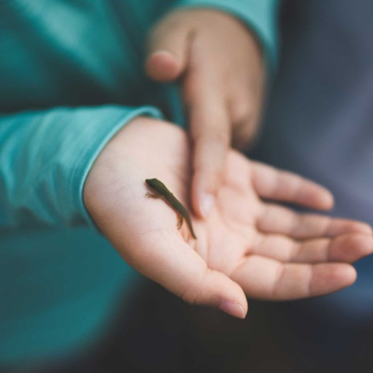 A small reptile in a child's hand