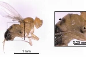 Fruit flies are typically vulnerable to parasitic wasps, but some have acquired a bacterial gene that grants them resistance. This adult Drosophila melanogaster has two dark, melanin-coated cysts in its abdomen, marking the remains of wasp eggs that the fly successfully neutralized.