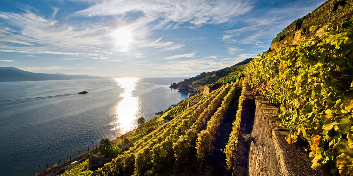 Les vignes de Saint-Saphorin, dans le canton de Vaud.