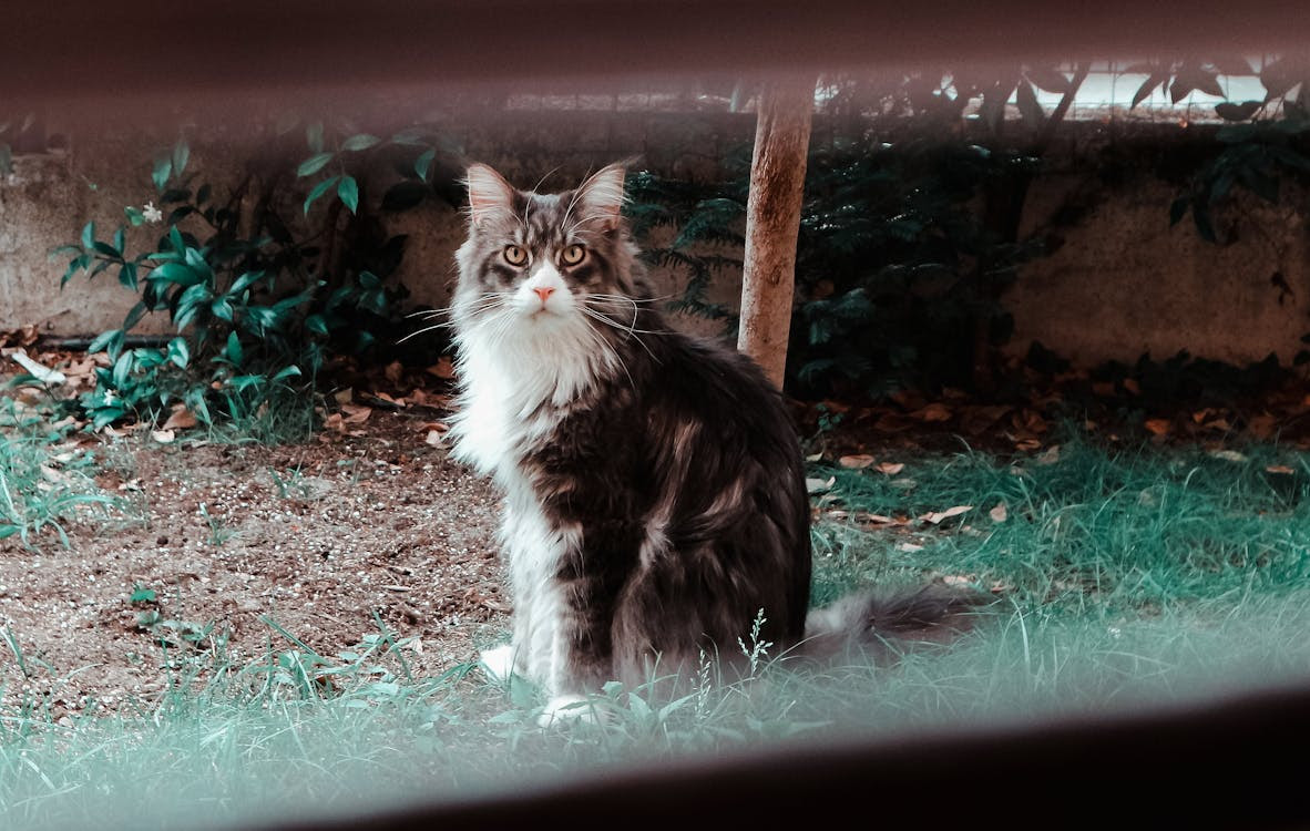 Free Long-fur Black and White Cat Sitting on Grass Stock Photo