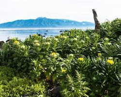 Image de Kurile Islands plants