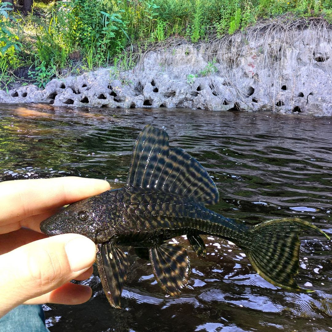 invasive armored sailfin catfish