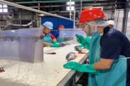 Workers processing seafood commercially