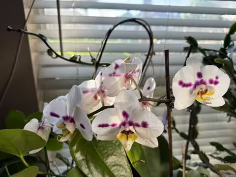 First-Day-of-Spring-Orchid-blooms