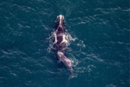 Aerial image of North Atlantic right whale, Accordion, and her calf swimming at the water's surface