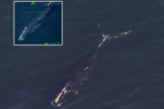 North Atlantic right whale Chiminea was observed gear-free, with an inset image of when she was previously seen entangled