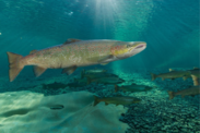 Close up image of an Atlantic salmon