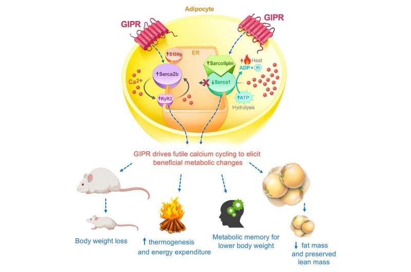 Stimulating fat cells with GIP receptor may potentially treat obesity