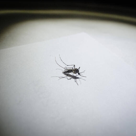 April 19, 2024, Asuncion, Paraguay: A mosquito is seen inside a house in Asuncion, Paraguay. Paraguayan health authorities reported on Friday that in the last three weeks, 4,407 cases of dengue have been registered at the country level. Meanwhile, notifications of suspected cases reach more than 21,400 cases. From all the samples processed this year, 87% correspond to DEN-2, which is the predominant serotype in the country. In this last period, no cases of chikungunya were identified. Chikungunya disease is caused by the chikungunya virus CHIKV, which is transmitted by mosquitoes, most commonly Aedes Stegomyia aegypti and Aedes Stegomyia albopictus, which can also transmit dengue and Zika viruses, according to the World Health Organiz - ZUMAc217 20240419_zip_c217_004 Copyright: xAndrexM.xChangx