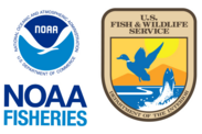 NOAA Fisheries and U.S. Fish and Wildlife Service logos side-by-side with a white background