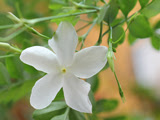 Jasminöl Jasminum grandiflorum