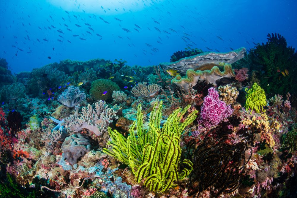 Photo sous-marine montrant des récifs coralliens colorés et un banc de poissons en arrière-plan